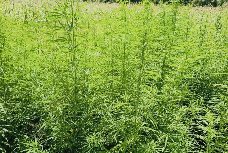 La gendarmerie démantèle un réseau de trafic de chanvre&nbsp;indien&nbsp;